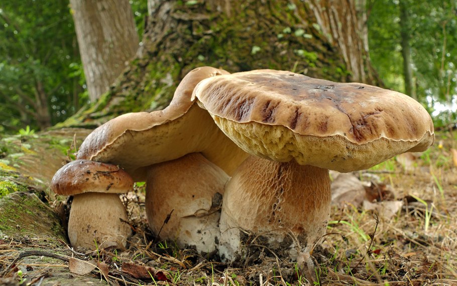 Грузди, волнушки, валуи, горкушки, рядовки, толкачики, скрипицы