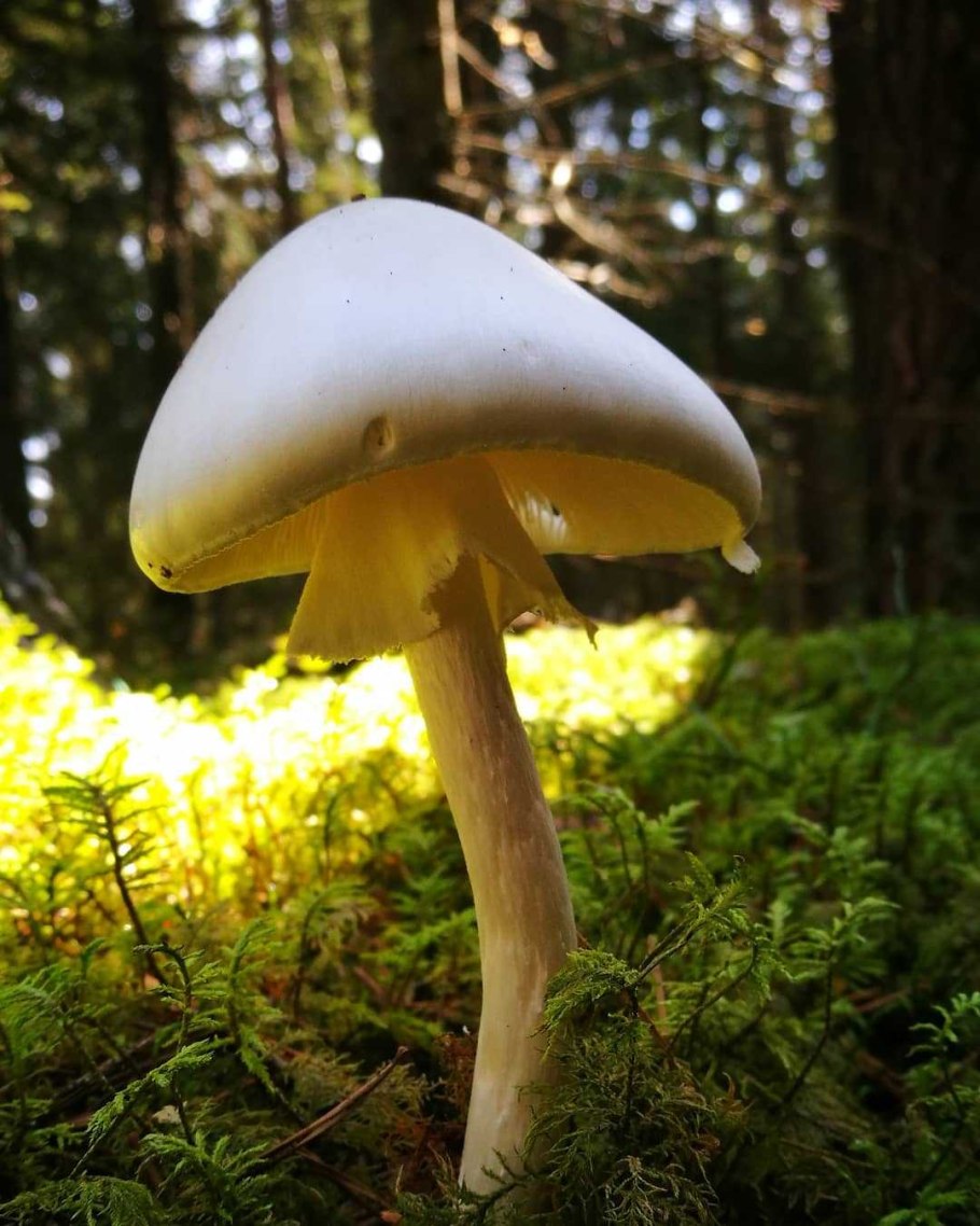 Мухомор весенний (Amanita Verna)