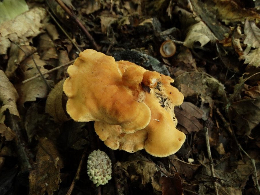 Ежовик желтый гриб luteus