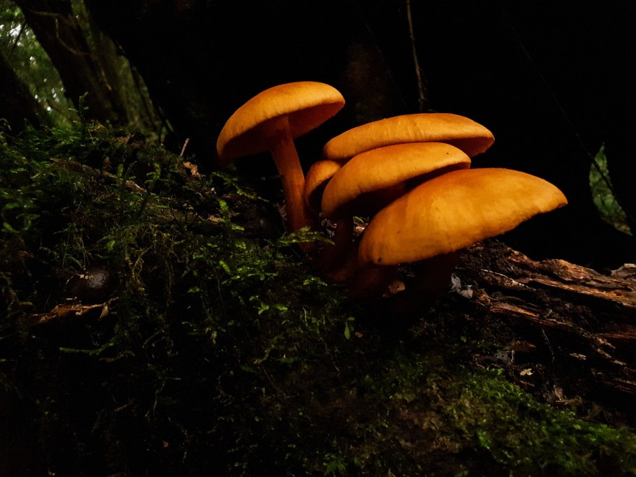 Гриб Лисичка картинка для детей