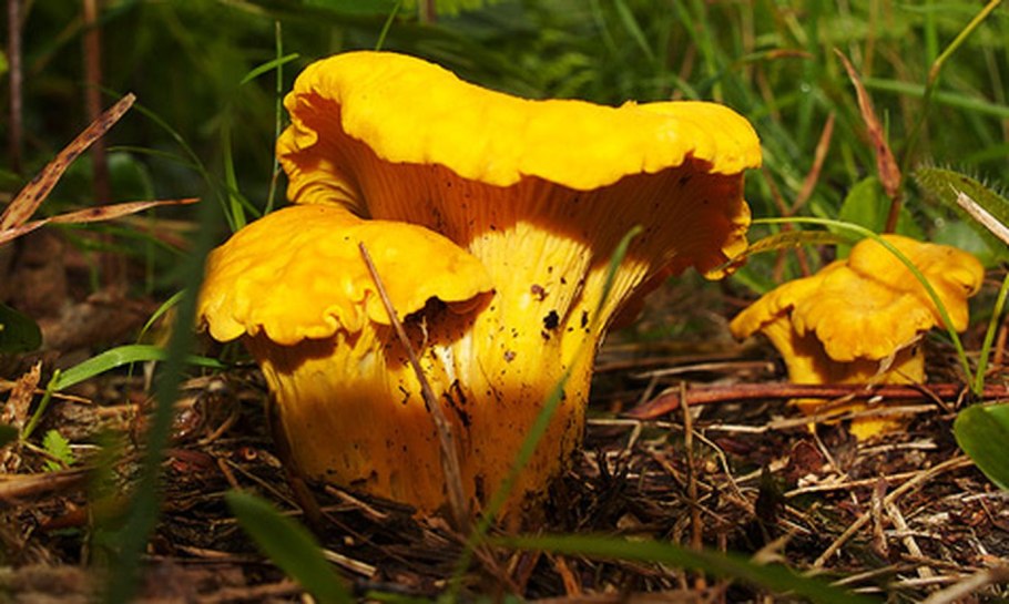 Гриб лисичка