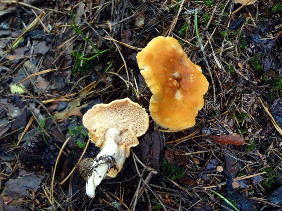 Ежовик желтый, выемчатый