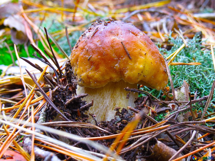 Еловик желтый гриб