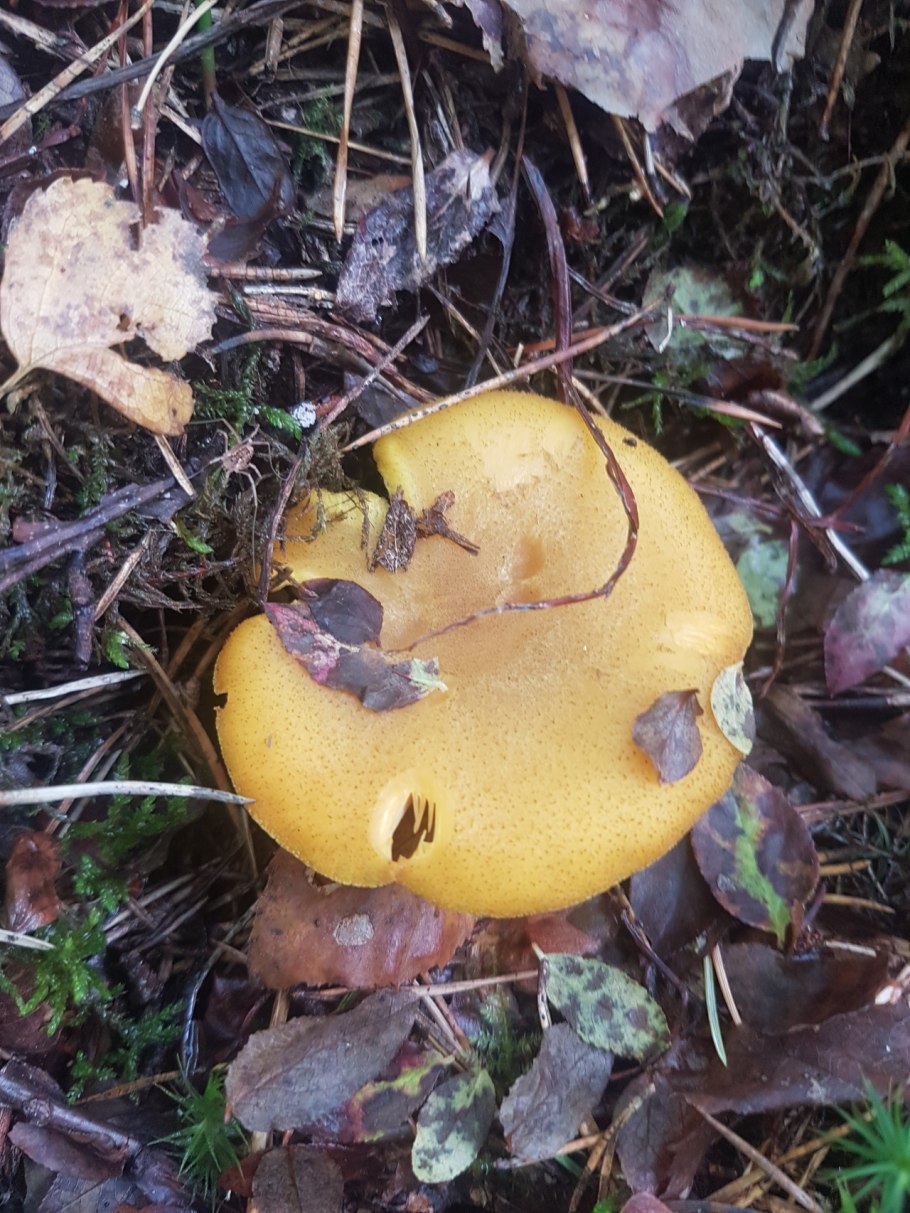 Млечник оранжевый Дальневосточный