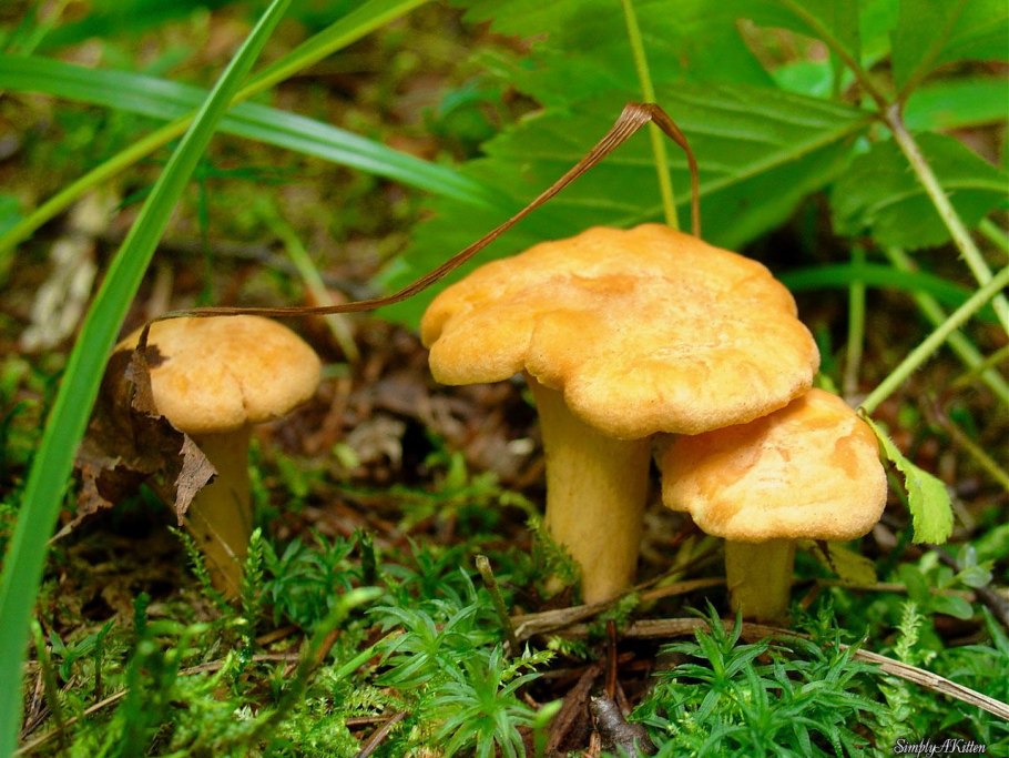 Витамины белый гриб