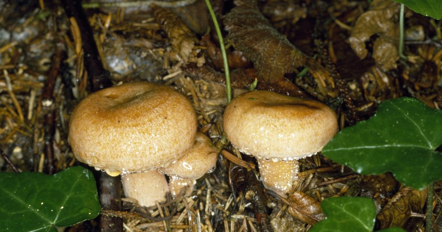 Еловик гриб