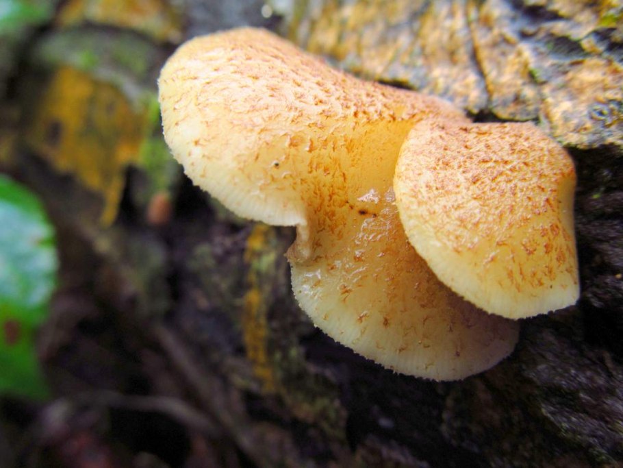 Лесной гриб желтополосый Сосновик