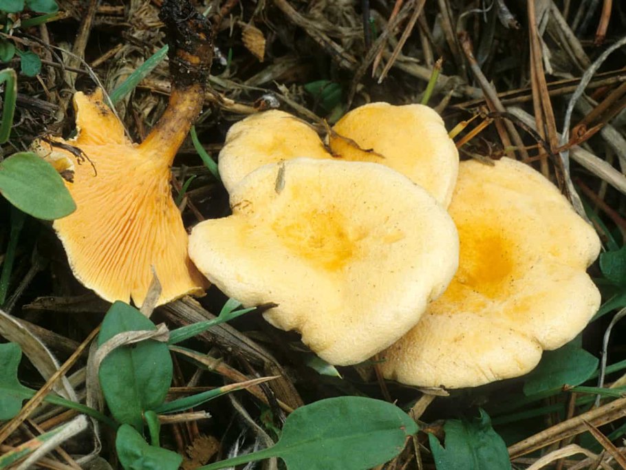 Лисичка ложная hygrophoropsis aurantiaca