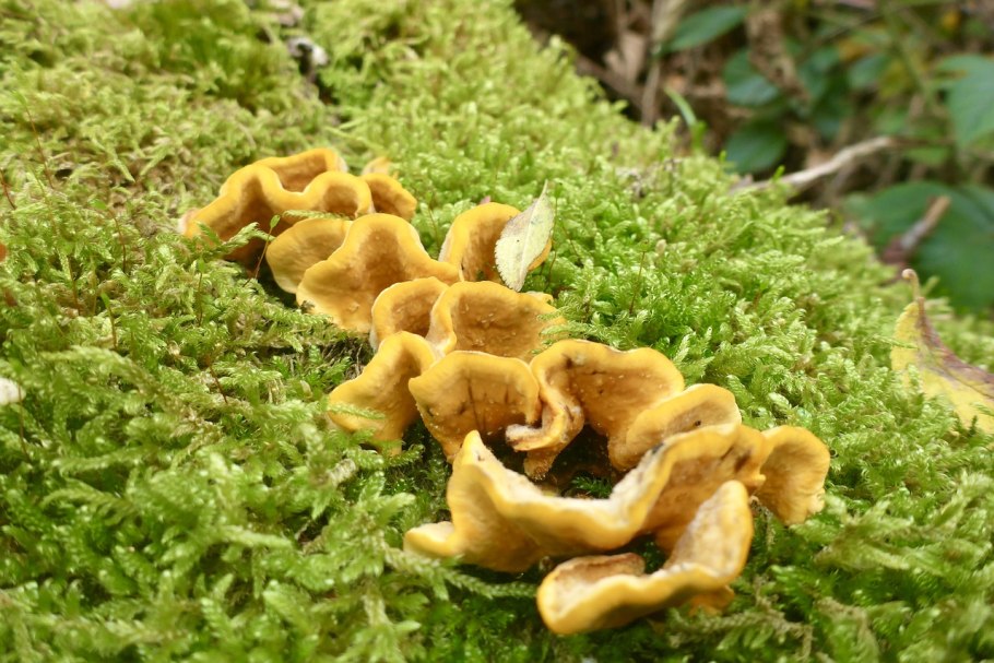 Оранжевый гриб