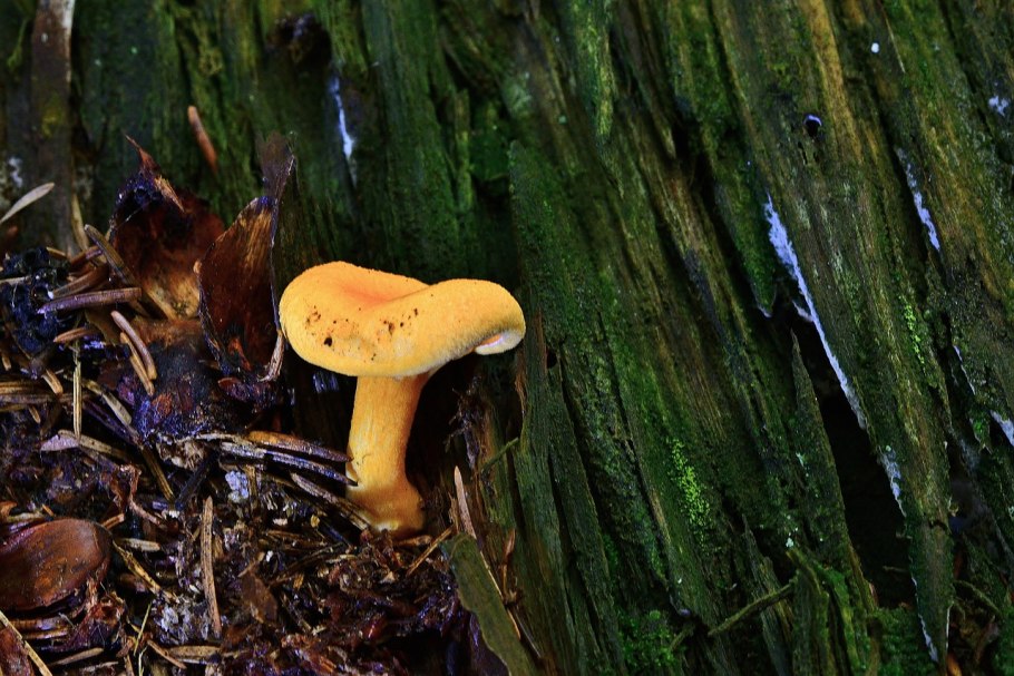 Сыроежка золотисто-жёлтая