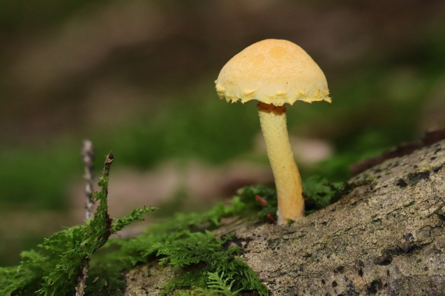 Крепидот гриб