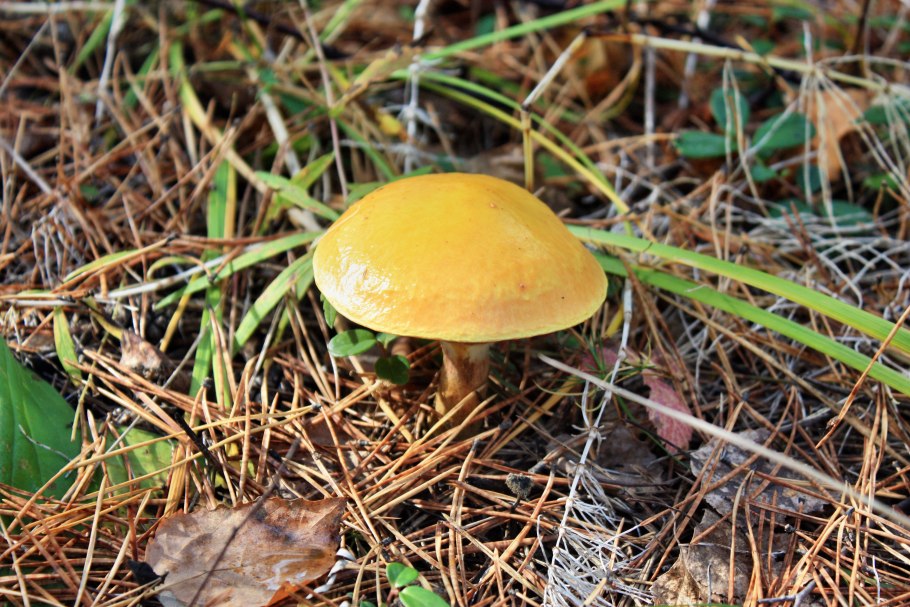 Зеленушка жёлтопузая