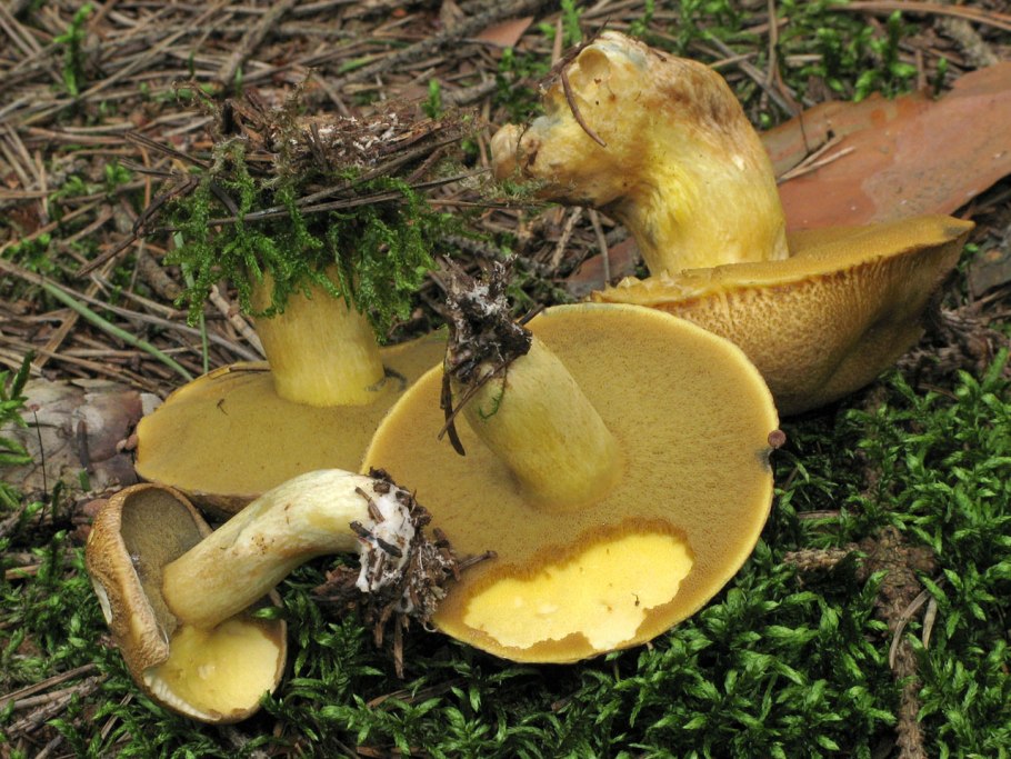 Рыжик Сосновый/Боровой (Lactarius deliciosus);