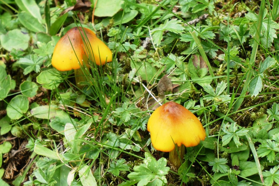 Кленовый трутовик