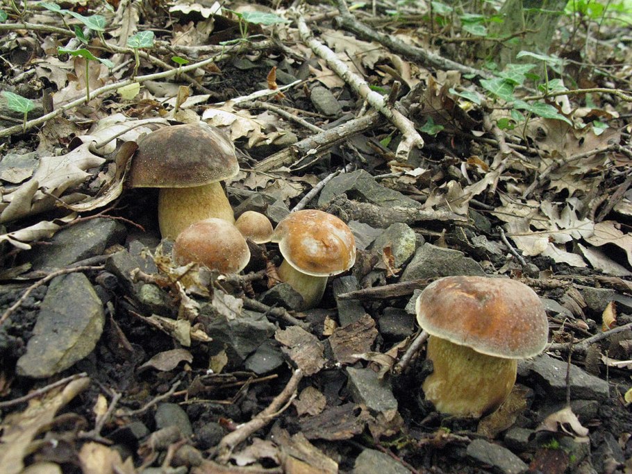Гриб Boletus aereus