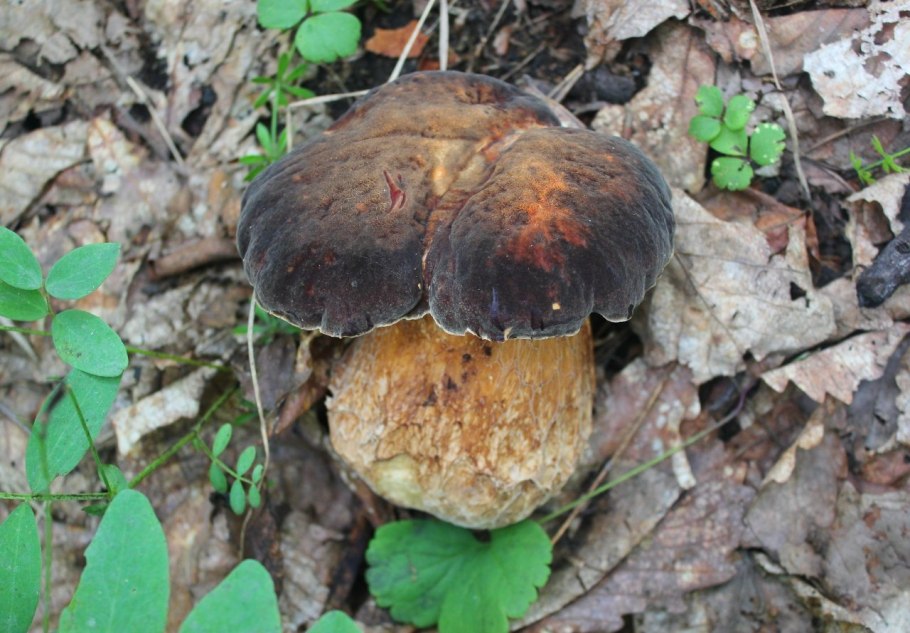 Боровик несъедобный