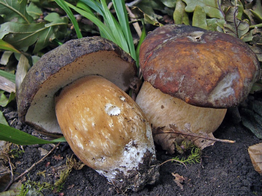 Боровик бронзовый Boletus aereus