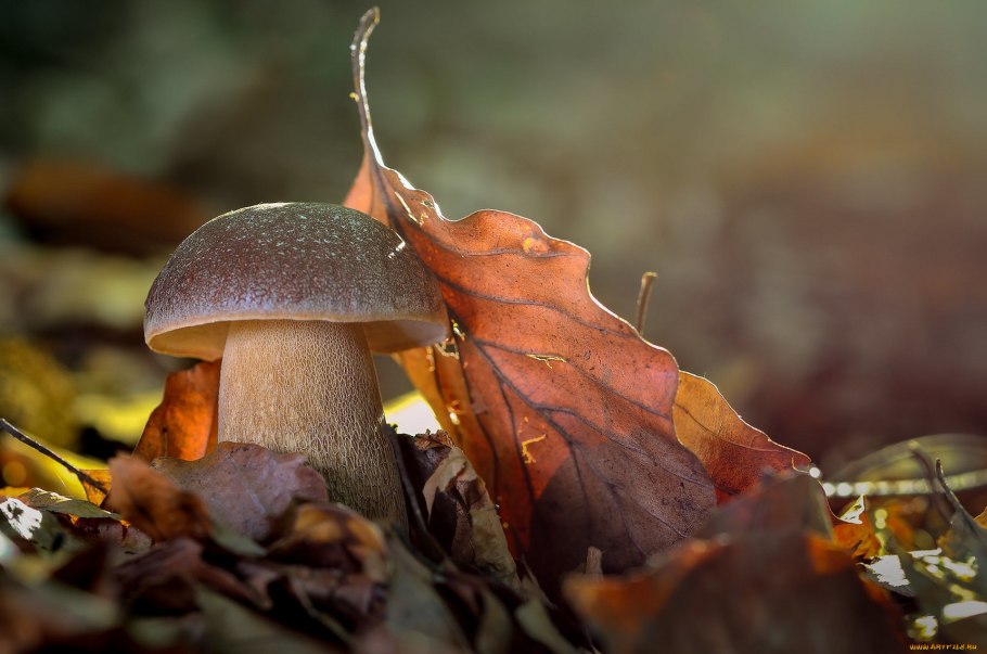 Боровик бронзовый гриб