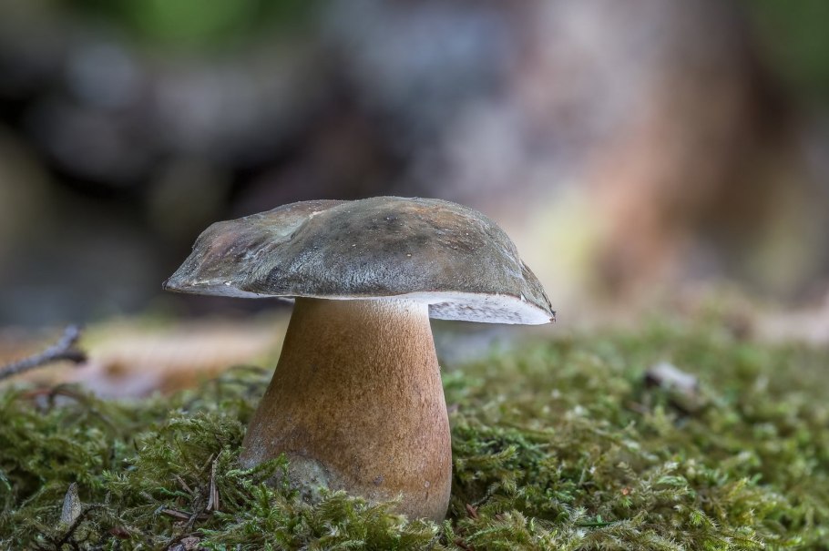 Гриб Грабовик белый