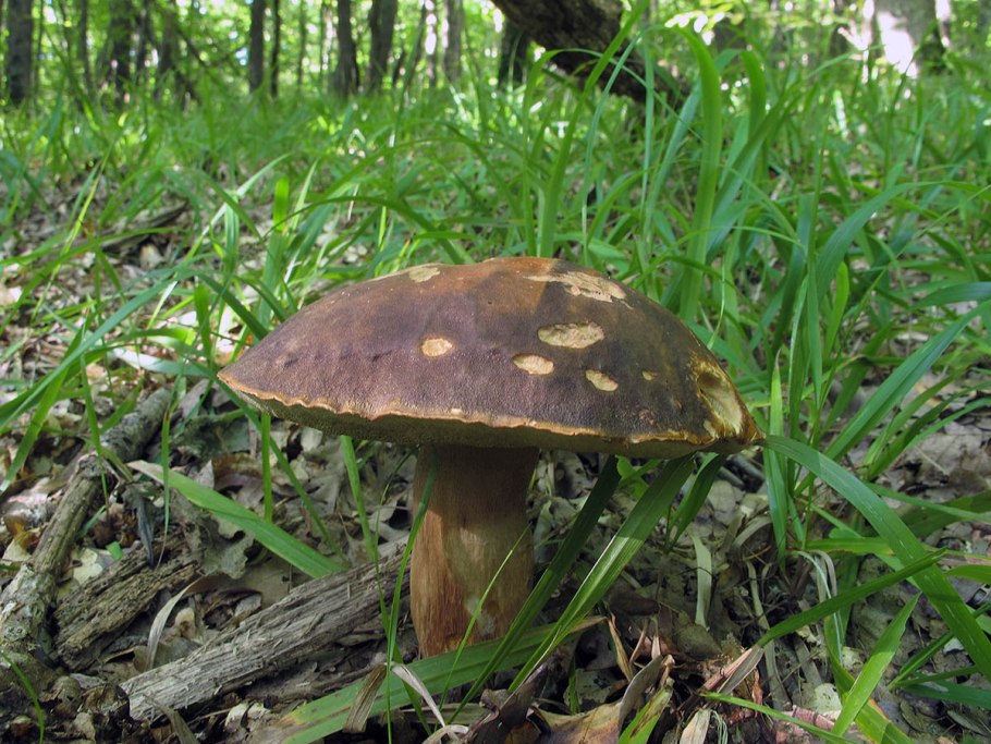 Белый гриб бронзовый Boletus aereus