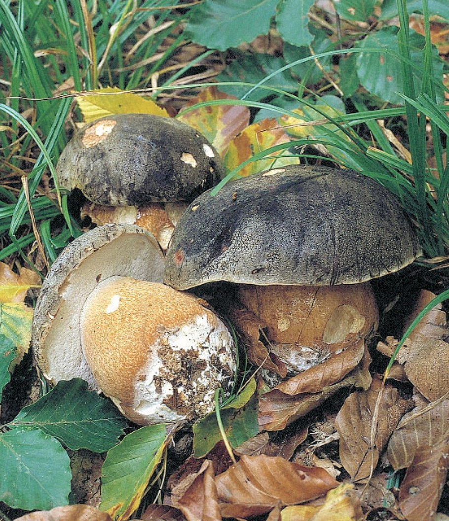 Боровик бронзовый Boletus aereus