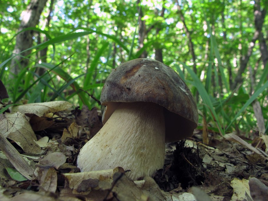 Болтовый гриб