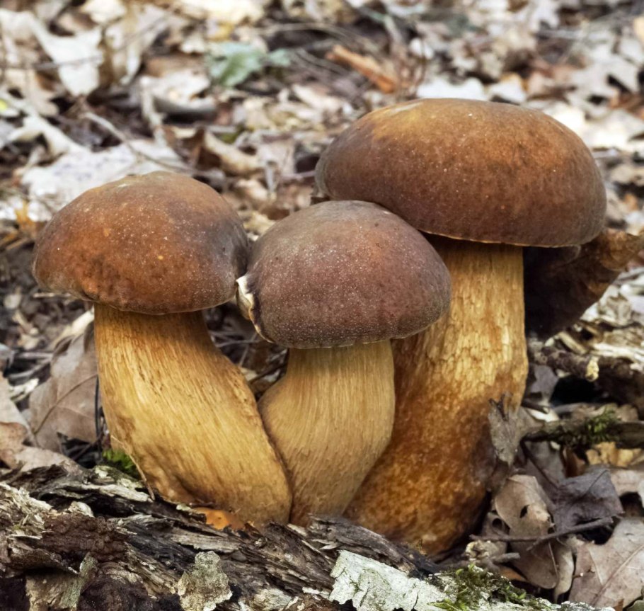 Гриб Boletus aereus