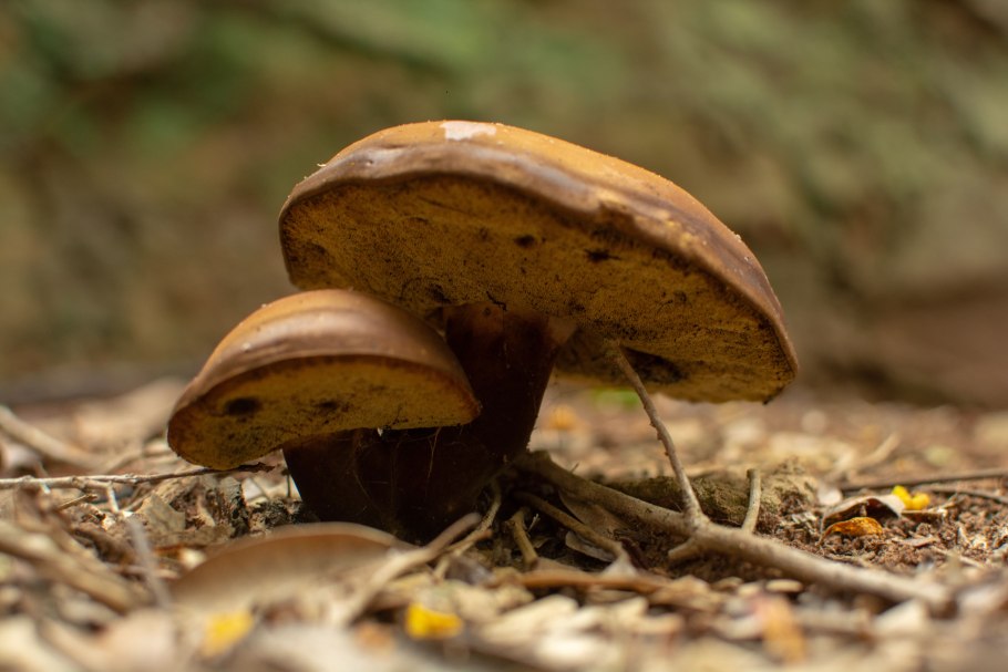 Боровик жёлтый (Boletus junquilleus)