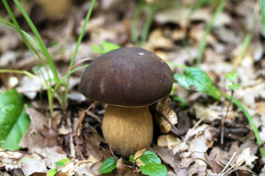 Белый гриб бронзовый Boletus aereus