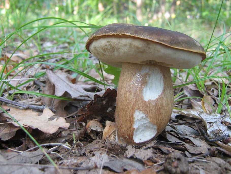 Гриб Boletus aereus