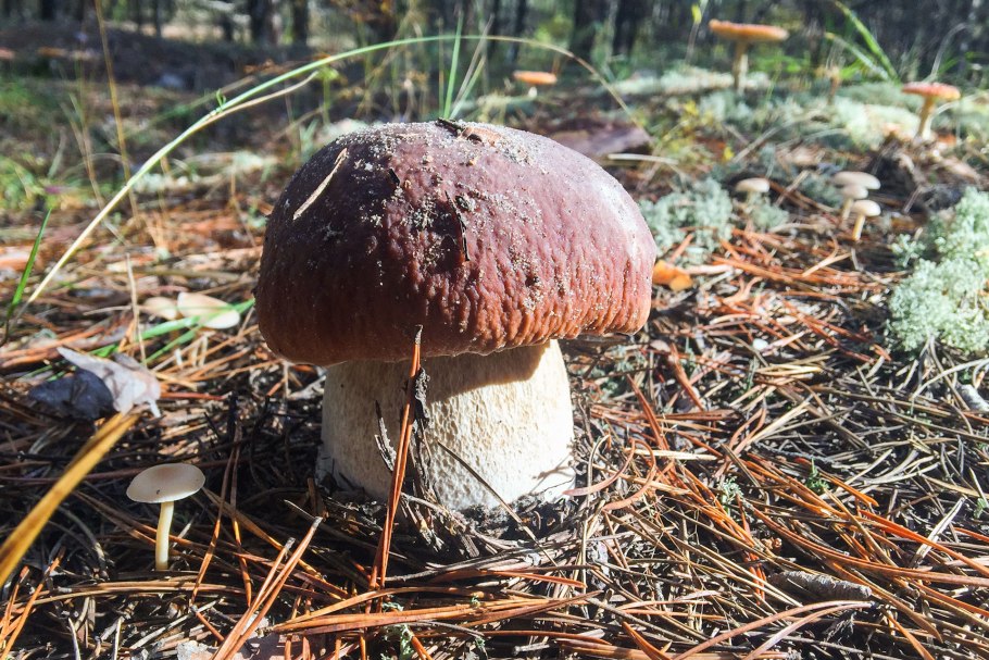 Боровики поздние