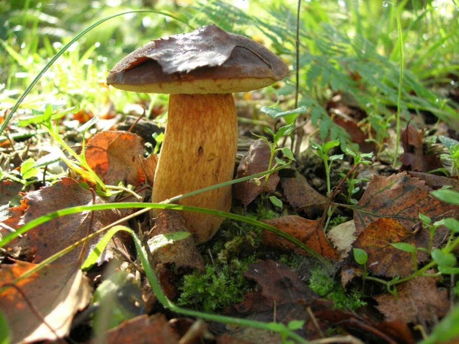 Белый гриб бронзовый Boletus aereus