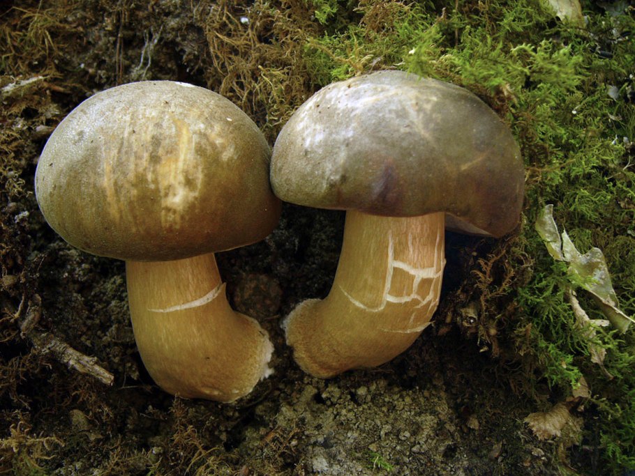 Болет укореняющийся гриб