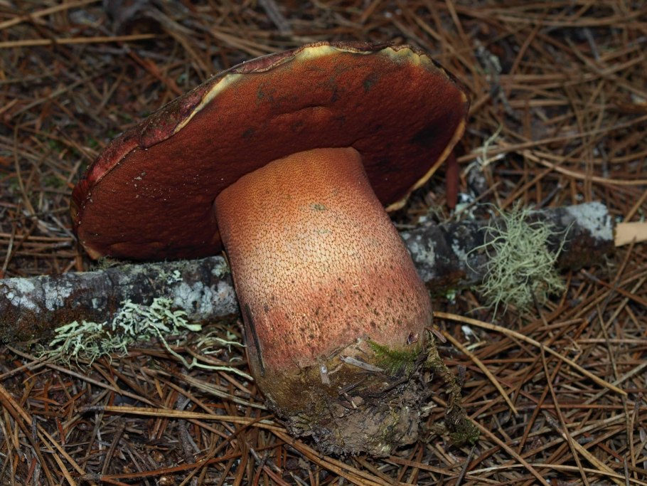 Гриб болет бронзовый