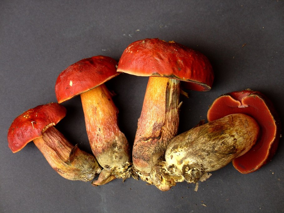 Белый гриб бронзовый Boletus aereus