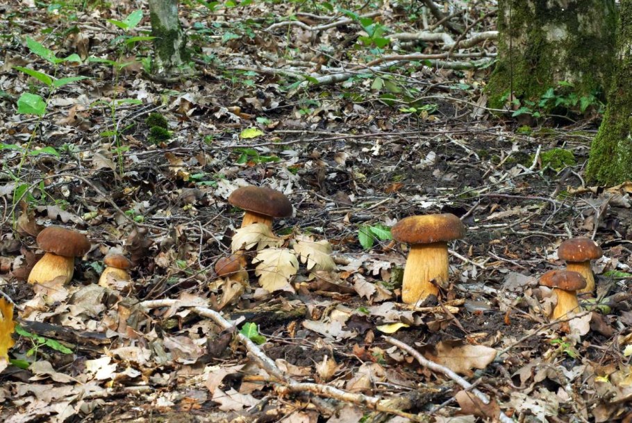 Болет пурпурный Boletus purpureus