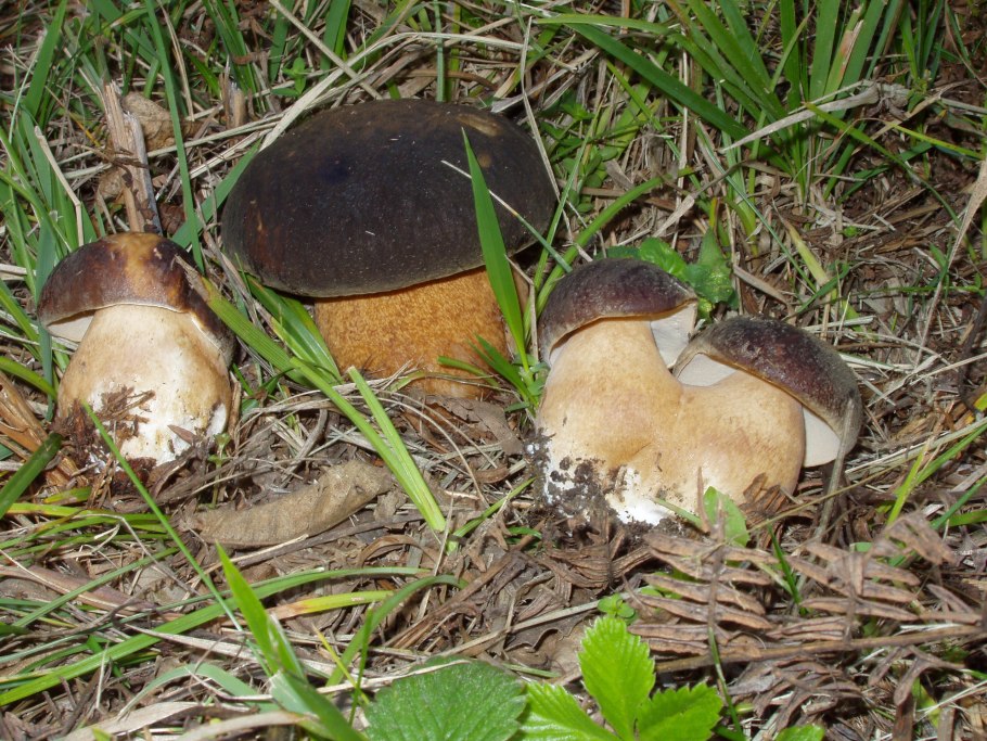 Белый гриб бронзовый