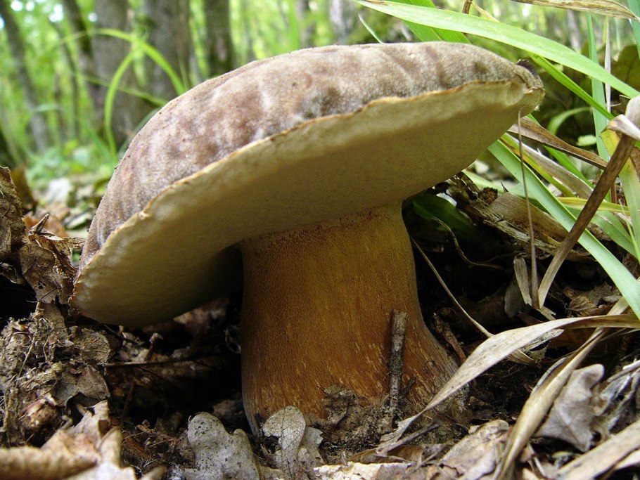 Белый гриб бронзовый Boletus aereus