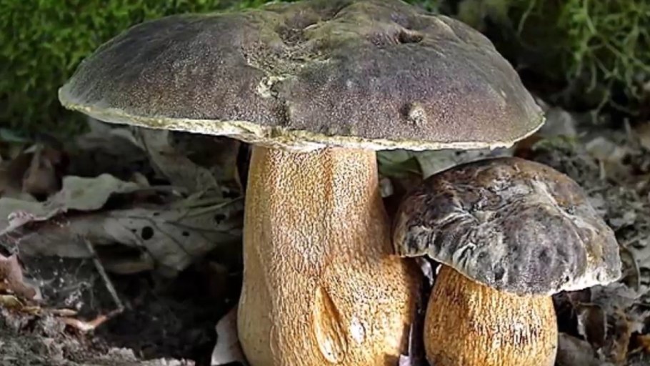 Белый гриб в Ставрополе