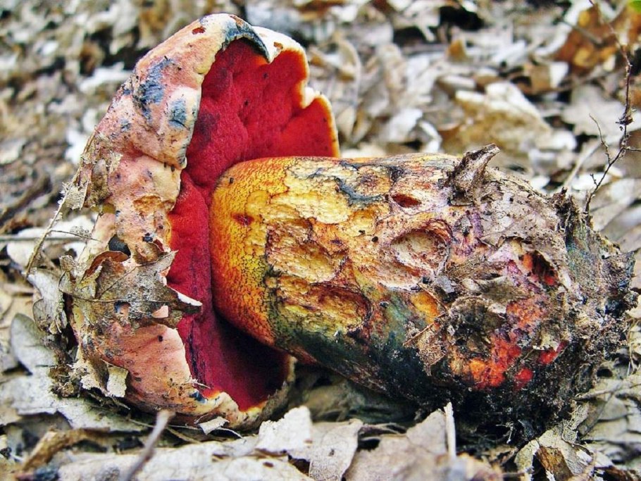 Большой гриб в руке