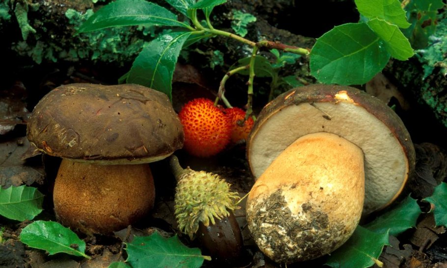 Пластинчатые грибы сатанинский