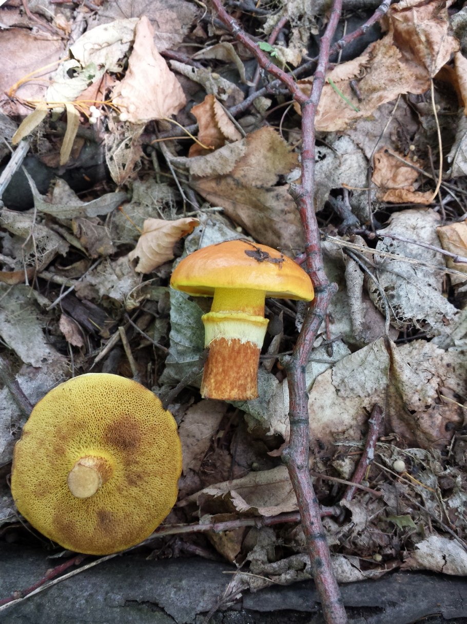 Подберезовик шляпка снизу