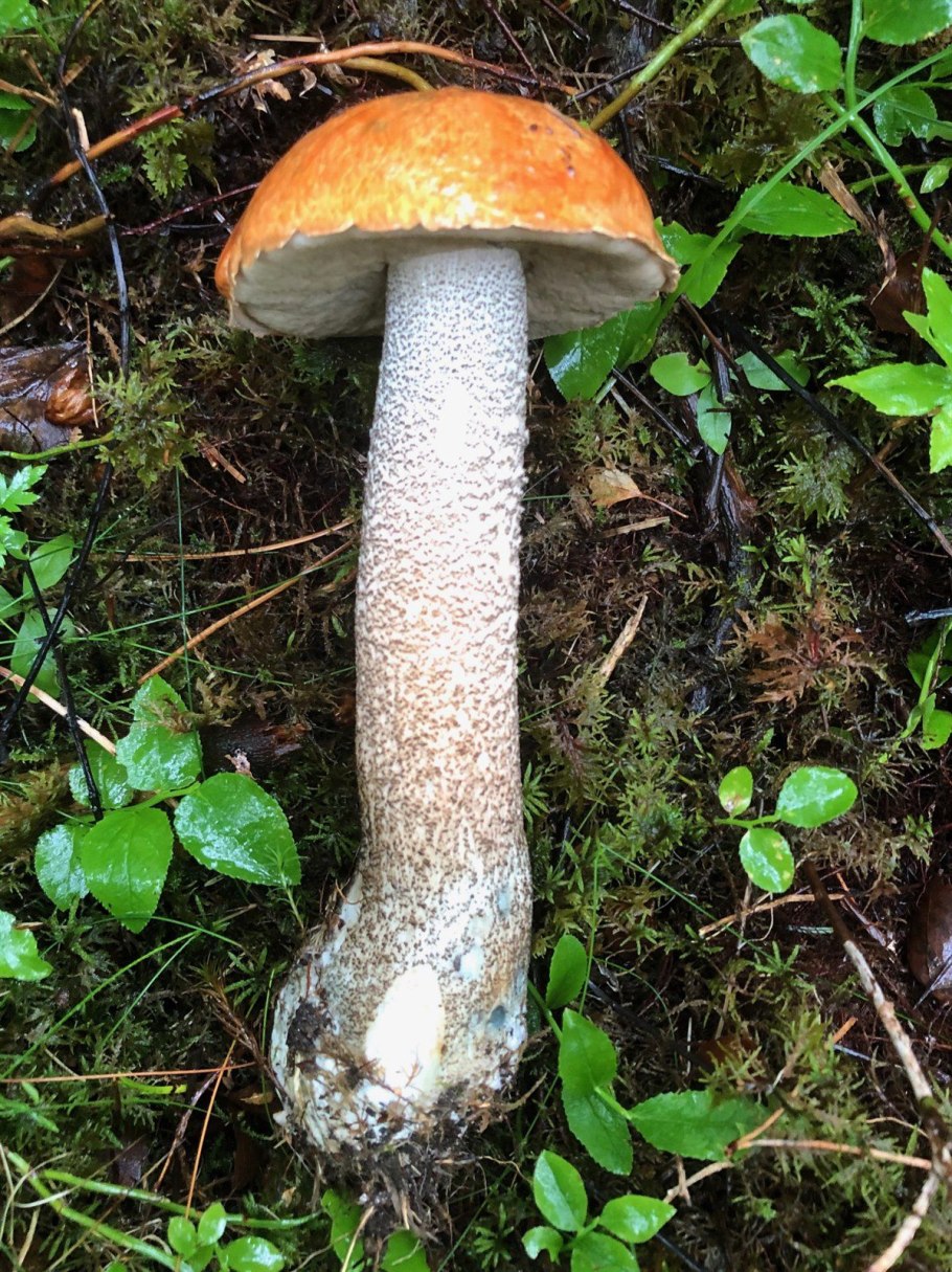 Ложный подберезовик