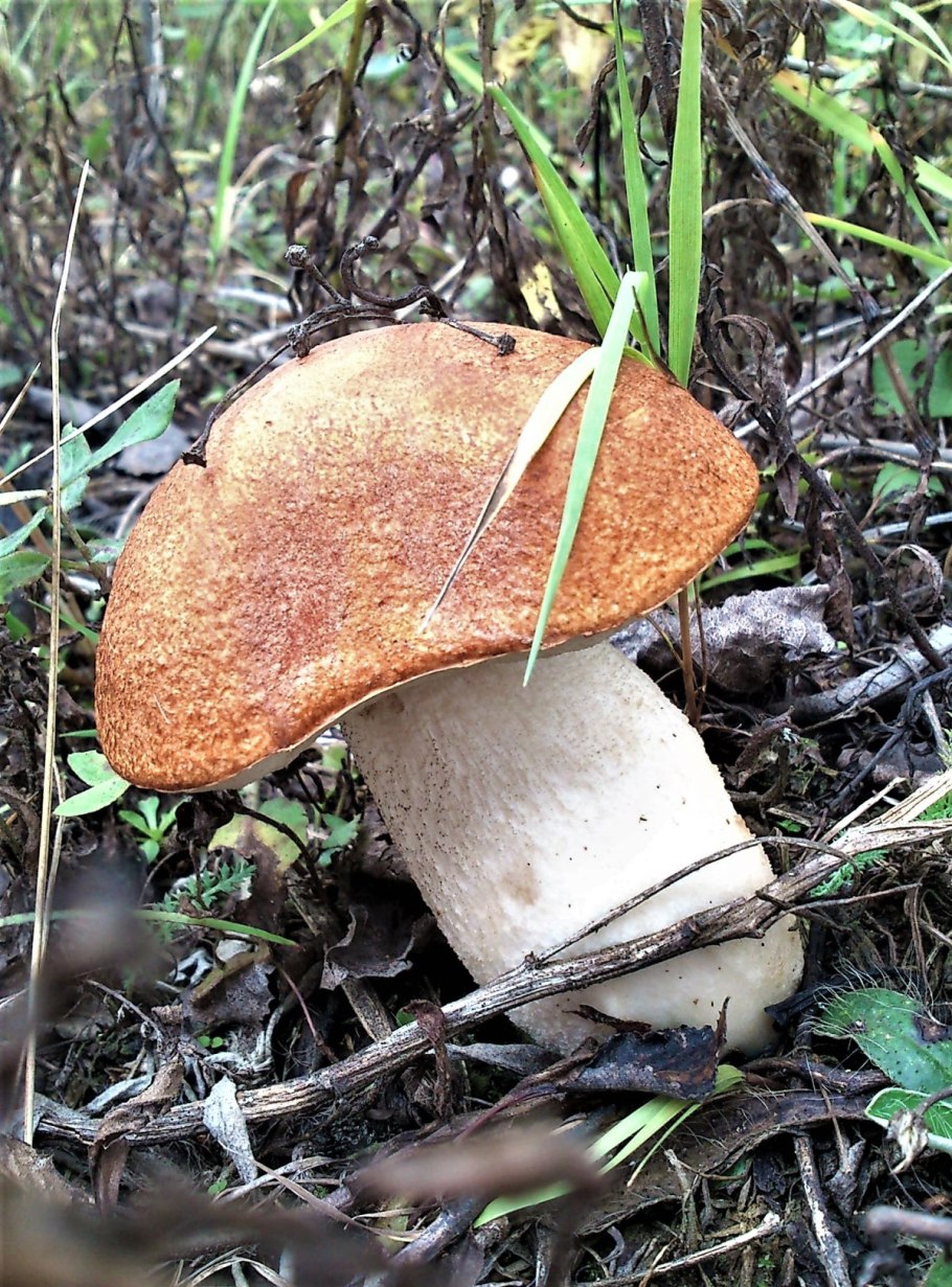 Подосиновик красный