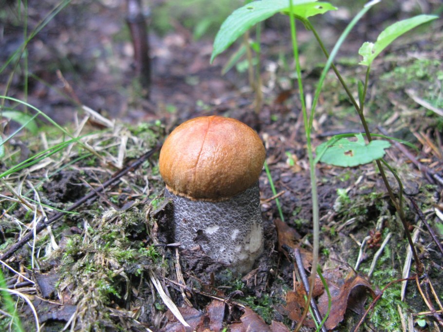 Подосиновик красный (обабок, красноголовик)