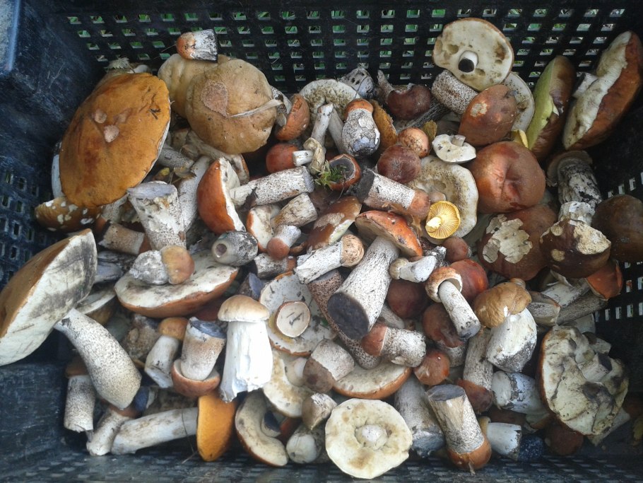 Подосиновик Камчатский