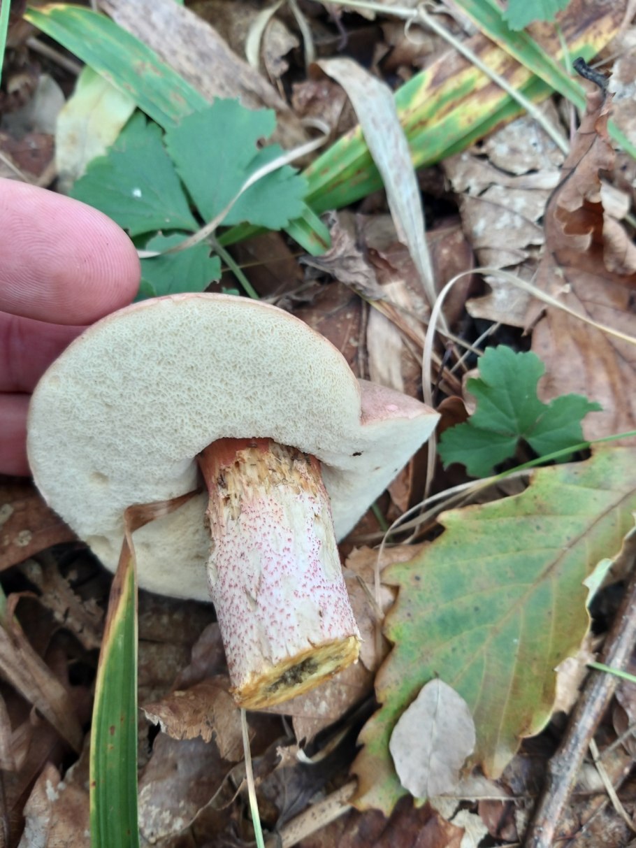 Грибы подосиновики синеют