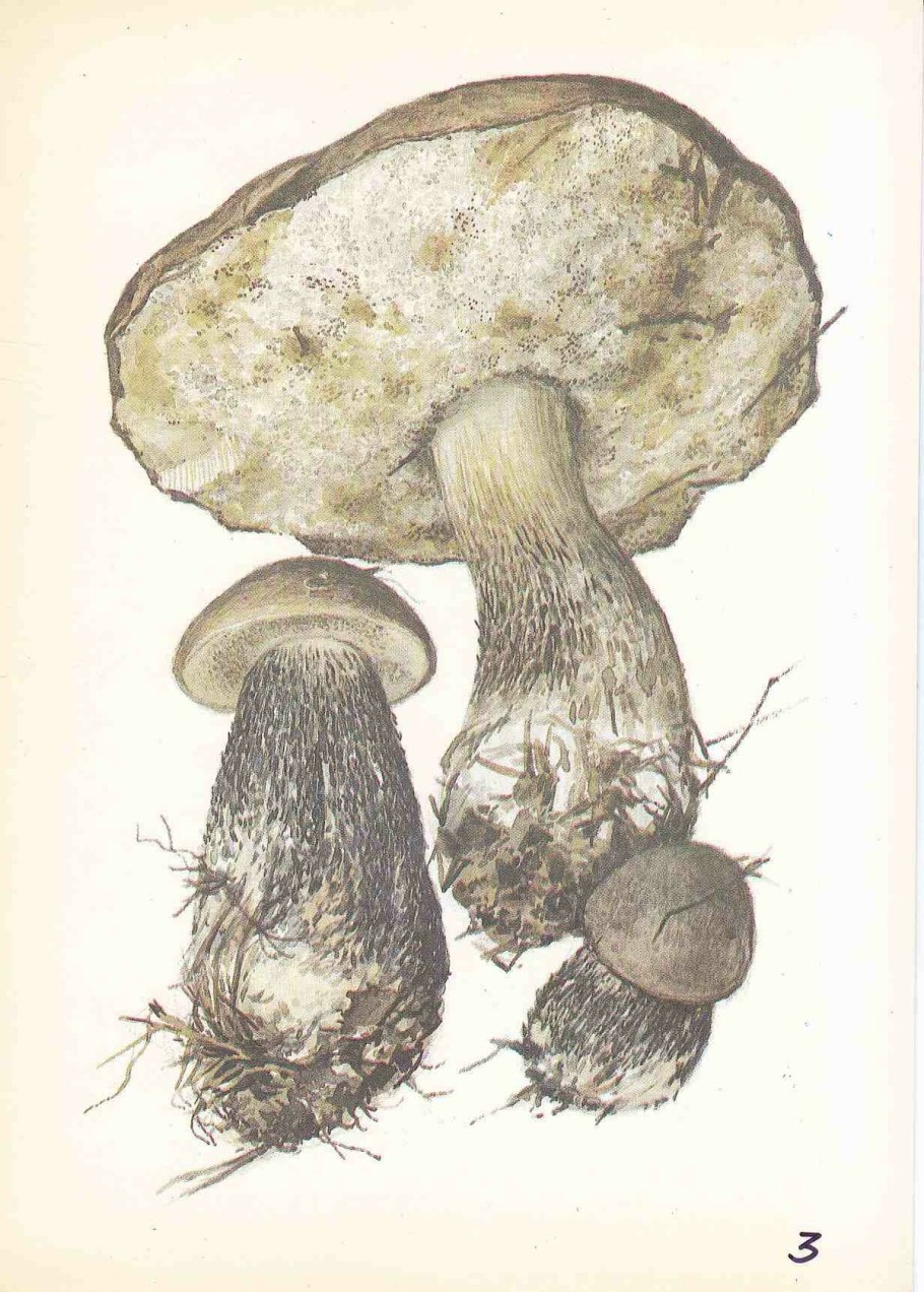 Вода и тарелка похожая на гриб