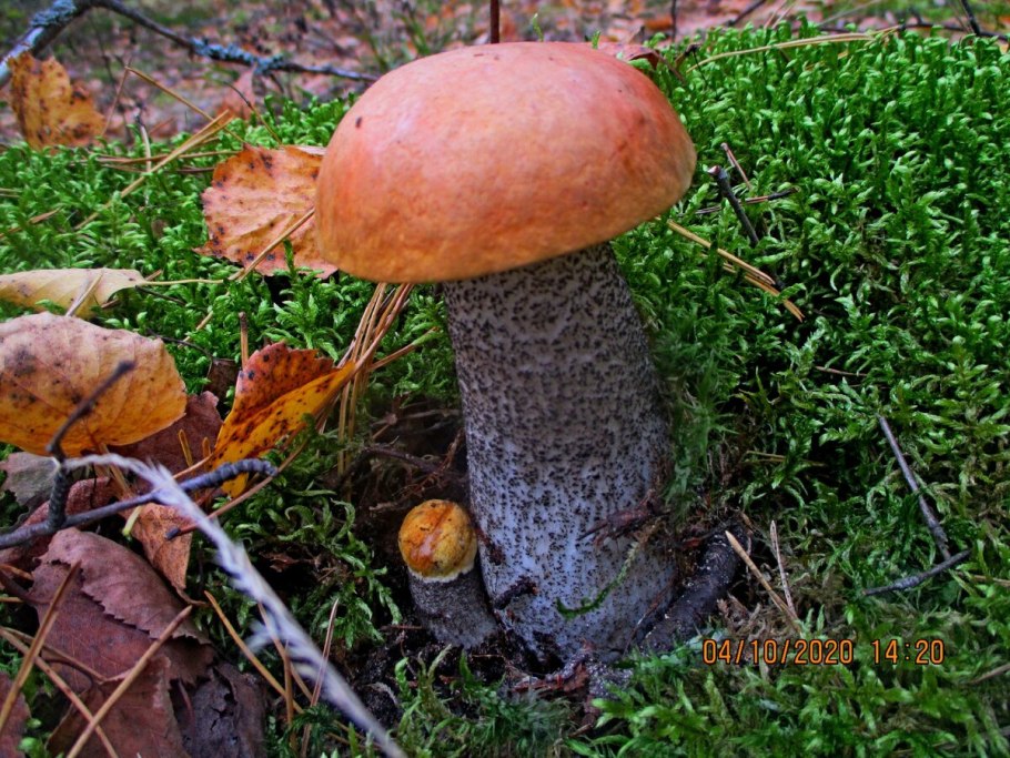 Подосиновик или подосинавик как правильно пишется