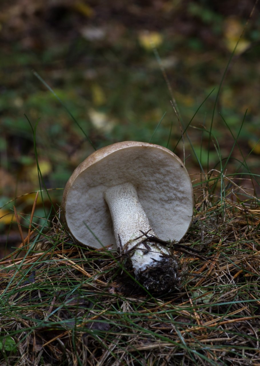 Подосиновик акварель